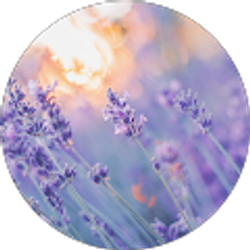 Profile photo of Helen Li