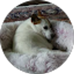 Profile photo of Carol O'Flynn O'Brien