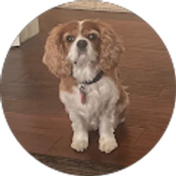 Profile photo of Steven Mitchell