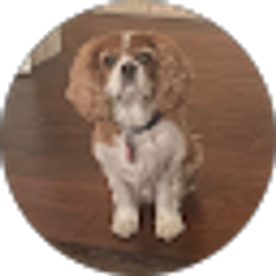 Profile photo of Steven Mitchell