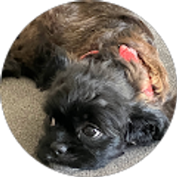 Profile photo of Josh Perez