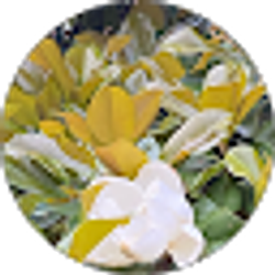 Profile photo of Elizabeth Vieth