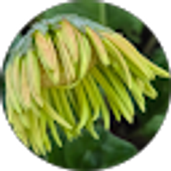 Profile photo of Dana Dwaileebe