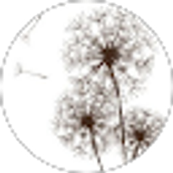 Profile photo of Yelm Prairie Christian Center