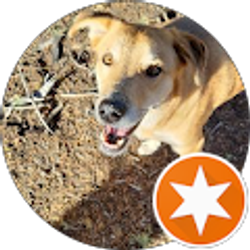 Profile photo of Dennis Dicicco