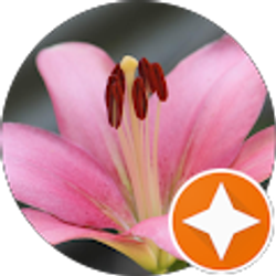 Profile photo of Dololo