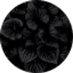 Profile photo of Daniel Guardado