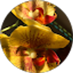 Profile photo of Dylan Rose