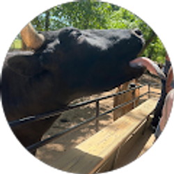 Profile photo of Pinto pinto