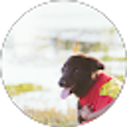 Profile photo of Duncan and Hondo Emotional Support Human