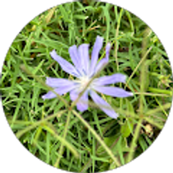 Profile photo of Roxanne