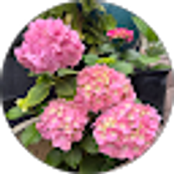 Profile photo of Melva Knight