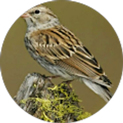 Profile photo of Nicolas Burgess