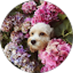 Profile photo of Emily Shirron