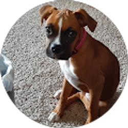 Profile photo of Rick Bernard