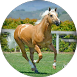 Profile photo of Shea Pena