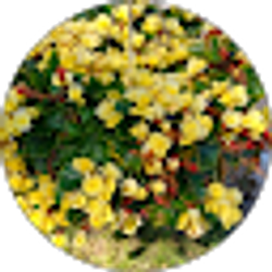 Profile photo of Smm