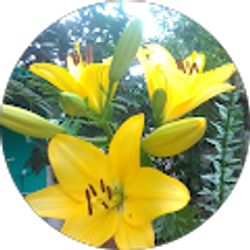 Profile photo of Luz Luz