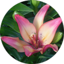 Profile photo of Marlena Meadows