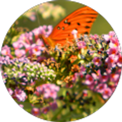 Profile photo of Evelyn Bailey