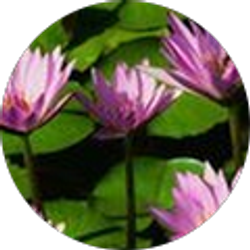 Profile photo of Angela Lundy