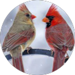 Profile photo of Tammy Blacke