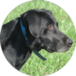 Profile photo of Southfork Retrievers