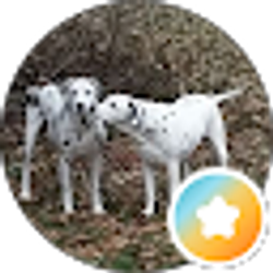 Profile photo of Sierra W