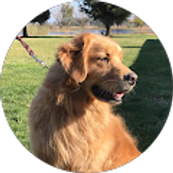 Profile photo of Deb Stern