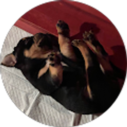 Profile photo of Joseph Del Real