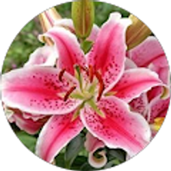 Profile photo of Alyssa Olson