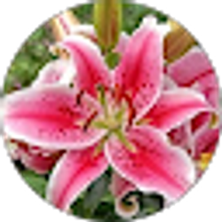 Profile photo of Alyssa Olson