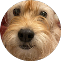 Profile photo of Ziggy Stardust357