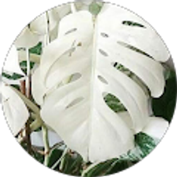 Profile photo of shaynalinn