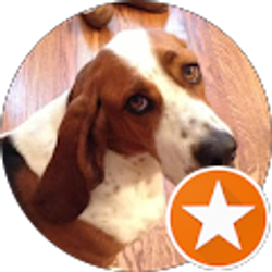 Profile photo of Mockingbird