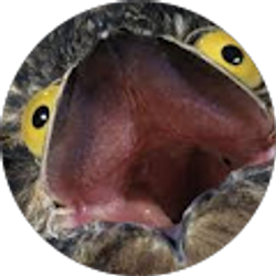 Profile photo of Anna Migillicuddy