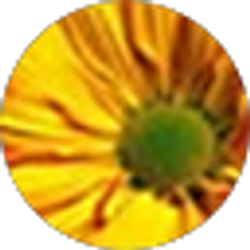 Profile photo of Irina pyat