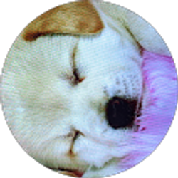 Profile photo of Ivette Acosta