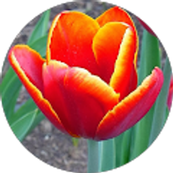 Profile photo of C Sibley