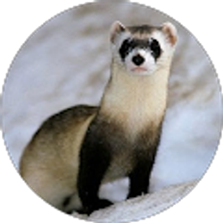 Profile photo of Luis Maciel