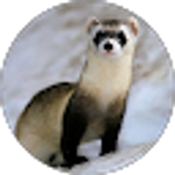 Profile photo of Luis Maciel