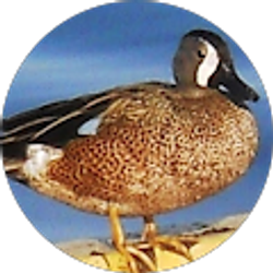 Profile photo of Robert Smith