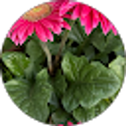 Profile photo of Yaya M