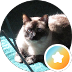 Profile photo of kitty lover