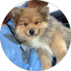 Profile photo of Christopher Deguzman