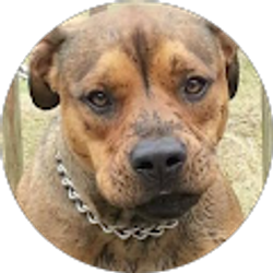 Profile photo of Devon Harris