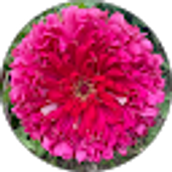 Profile photo of Maggie Dorgan