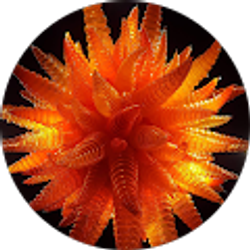 Profile photo of Denise Dittrich