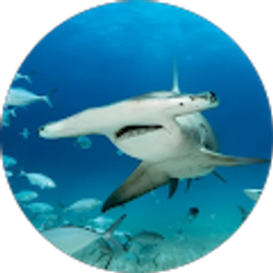 Profile photo of Daniel B