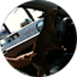 Profile photo of himkornfan